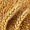 Wheat proteins - Bionetic Composition 